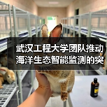 海智眼项目推动海洋生态监测技术创新-启闻网 海智眼项目推动海洋生态监测技术创新-启闻网