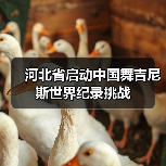 中国舞吉尼斯世界纪录挑战全民招募启动-启闻网 中国舞吉尼斯世界纪录挑战全民招募启动-启闻网