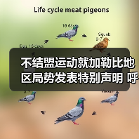 不结盟运动就加勒比地区局势发表特别声明 呼吁各方保持克制 不结盟运动就加勒比地区局势发表特别声明 呼吁各方保持克制