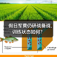 假日军营仍研战备战，训练状态如何？