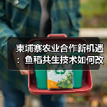 柬埔寨农业合作新机遇:鱼稻共生技术如何改变产业 柬埔寨农业合作新机遇:鱼稻共生技术如何改变产业