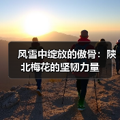 风雪中绽放的傲骨:陕北梅花的坚韧力量 风雪中绽放的傲骨:陕北梅花的坚韧力量