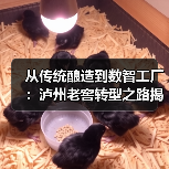白酒行业供应链升级新标杆:泸州老窖数智化转型路径解析-启闻网 白酒行业供应链升级新标杆:泸州老窖数智化转型路径解析-启闻网