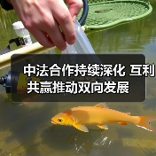 中法建交60年:从互利合作到文化共鸣,两国如何“双向奔赴”?-启闻网 中法建交60年:从互利合作到文化共鸣,两国如何“双向奔赴”?-启闻网