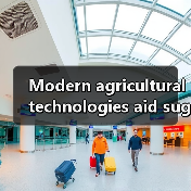 Modern agricultural technologies aid sugarcane planting in South China