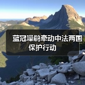 蓝冠噪鹛为何牵动中法两国科学家的心？-启闻网