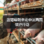 蓝冠噪鹛为何牵动中法两国科学家的心？-启闻网