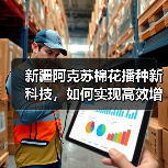 新疆阿克苏棉花播种新科技，如何实现高效增收？