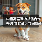 中塞高层互访共促合作升级 共建命运共同体新篇章 中塞高层互访共促合作升级 共建命运共同体新篇章